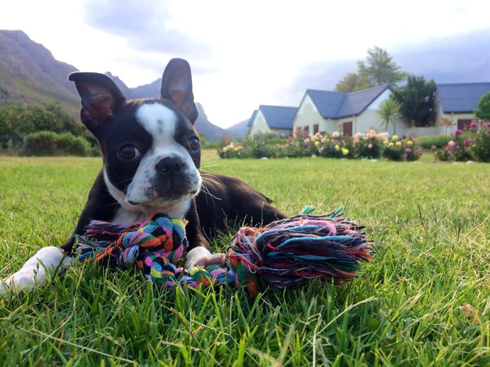 Boston store terrier digging