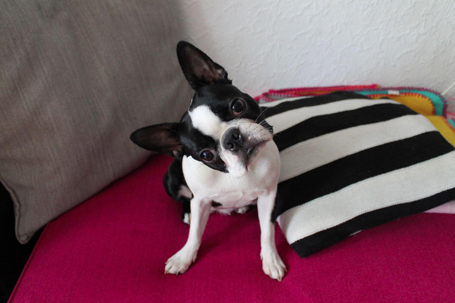 Boston Terrier Life Span Average Expectancy – Boston Terrier World