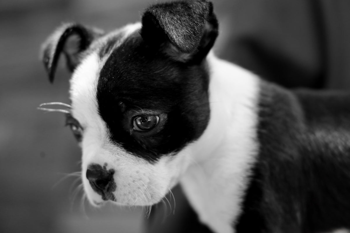 How To House Train A Boston Terrier Dog Boston Terrier World how-to-house-train-a-boston-terrier-dog-boston-terrier-world