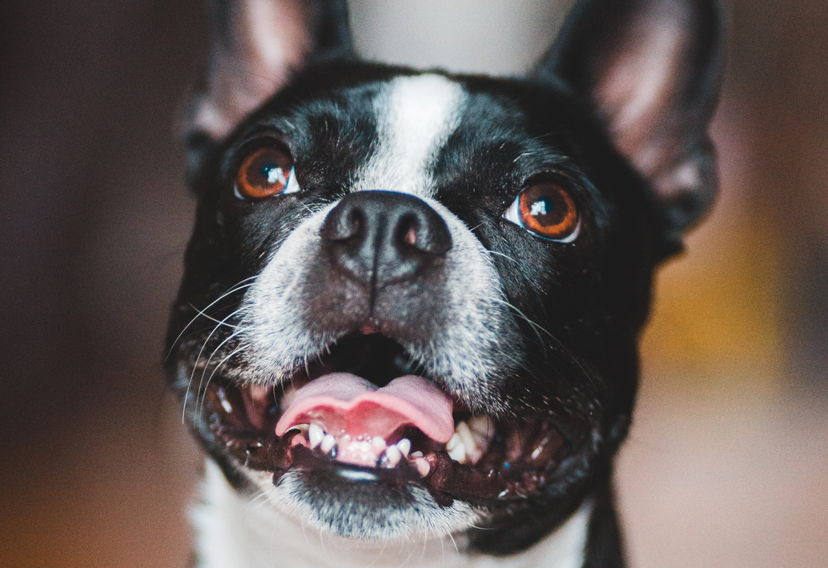 can boston terriers have bananas