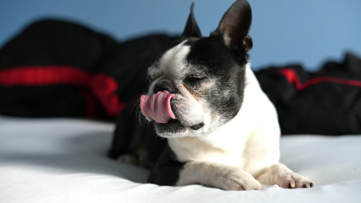 Understanding Seizures in Boston Terriers Causes, Symptoms, and Treat