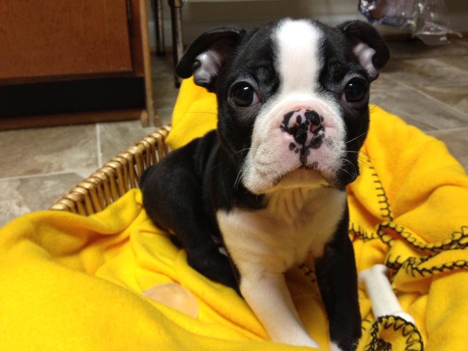 Boston terrier outlet sensitive stomach