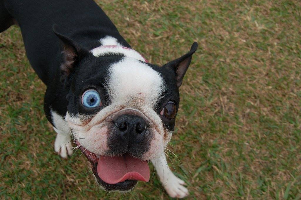 blue eyed boston terrier