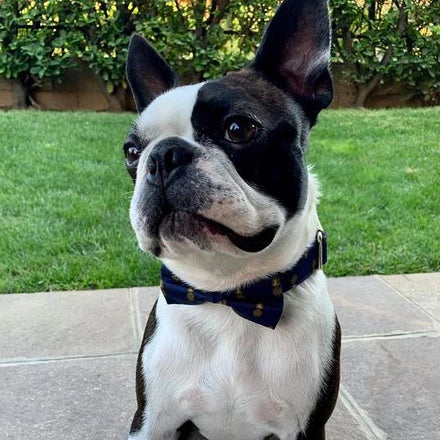 Find the Best Collars for Boston Terrier Dogs Shop Now BostonTerrierWorld Boston Terrier World
