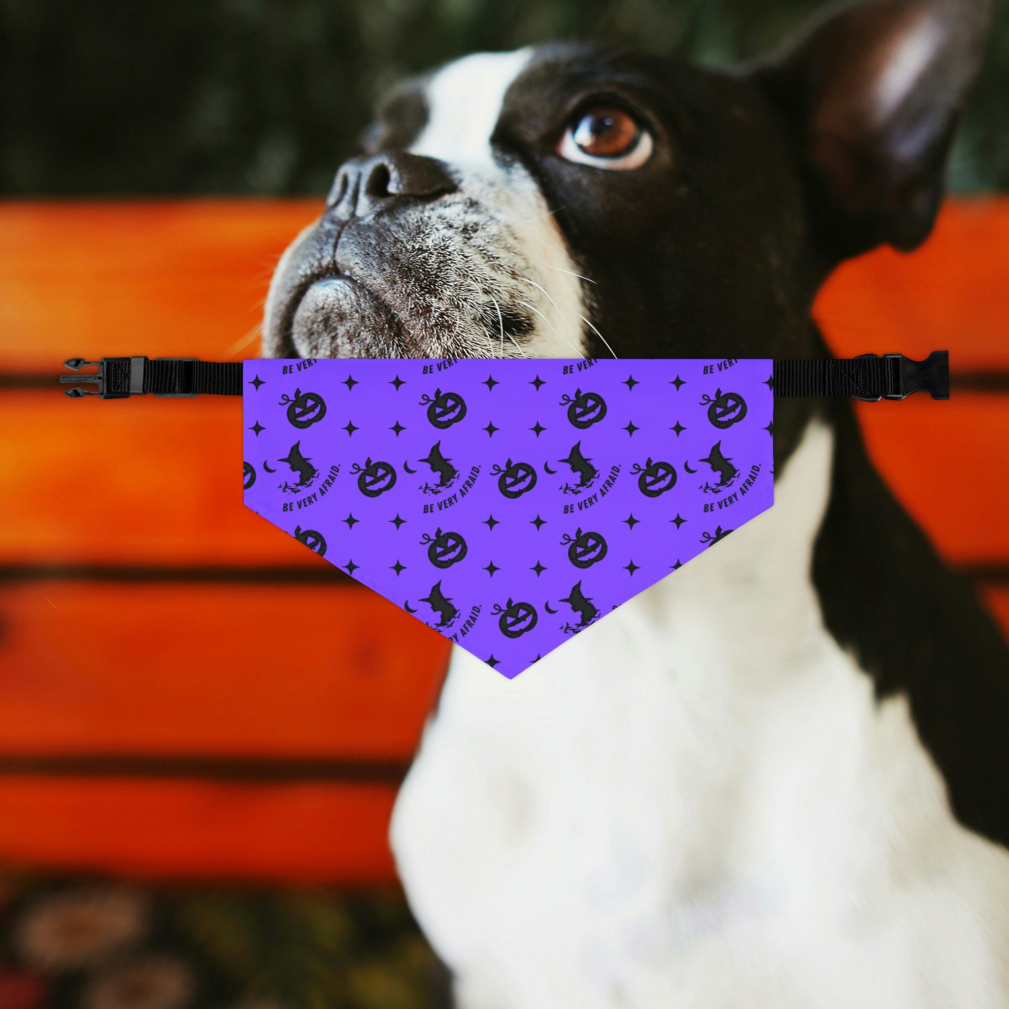 Be Very Afraid Purple and Black Halloween Dog Bandana Collar