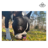 Custom Jigsaw Puzzle Using Dog Photo (1000 Pcs)