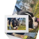 Custom Jigsaw Puzzle Using Dog Photo (1000 Pcs)