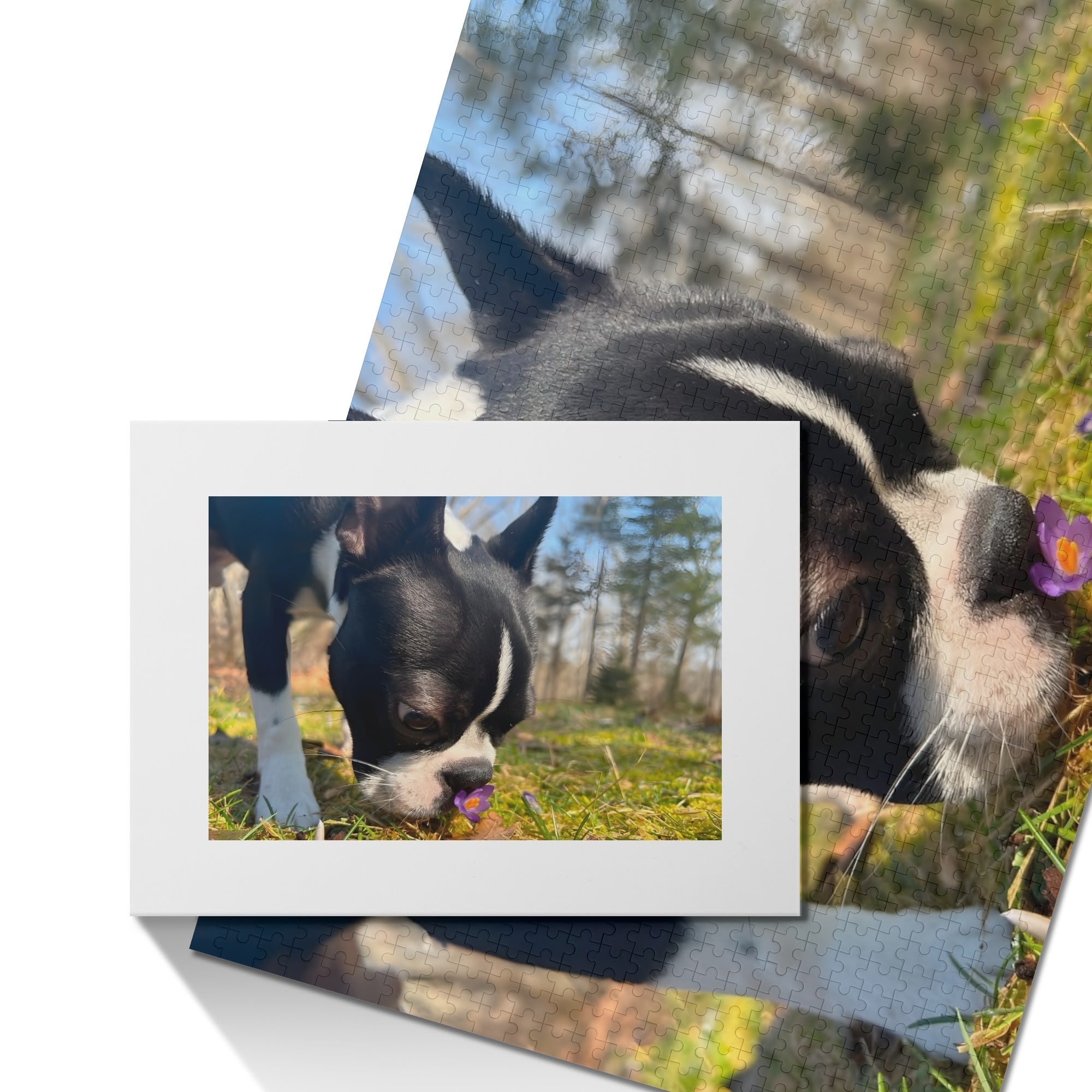 Custom Jigsaw Puzzle Using Dog Photo (1000 Pcs)