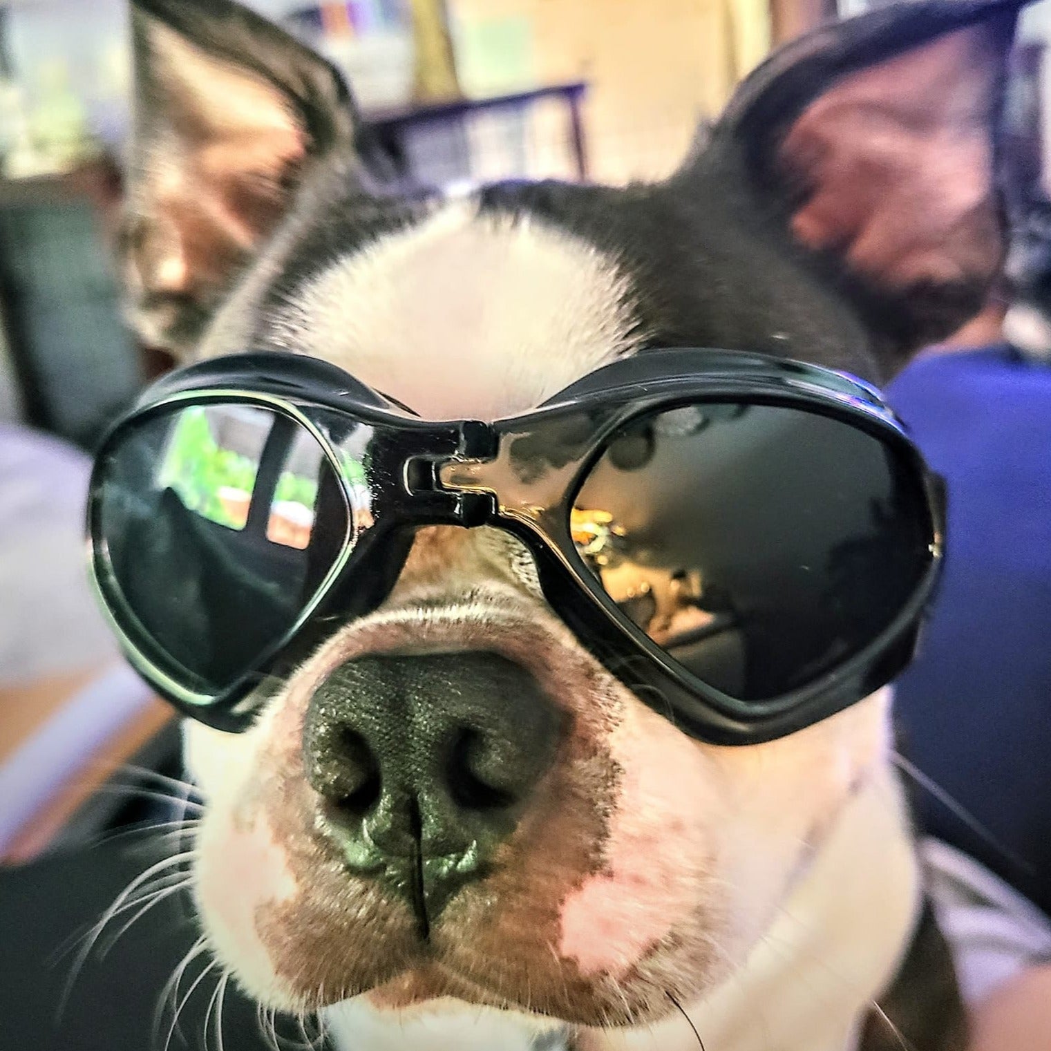 dog goggles for car Transparent Grey Goggles For Boston Terriers And Most Dogs Eye Protect