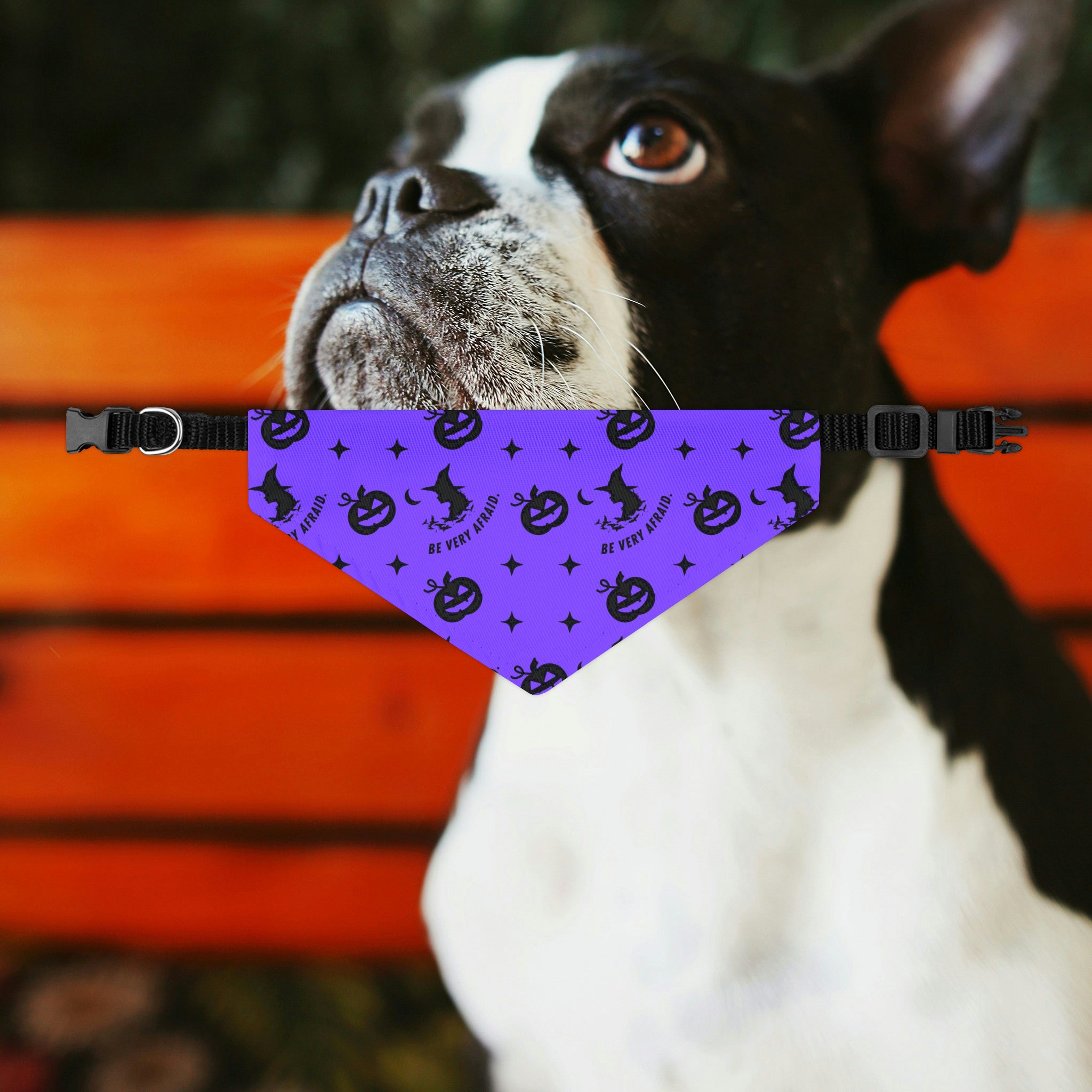 Be Very Afraid Purple and Black Halloween Dog Bandana Collar