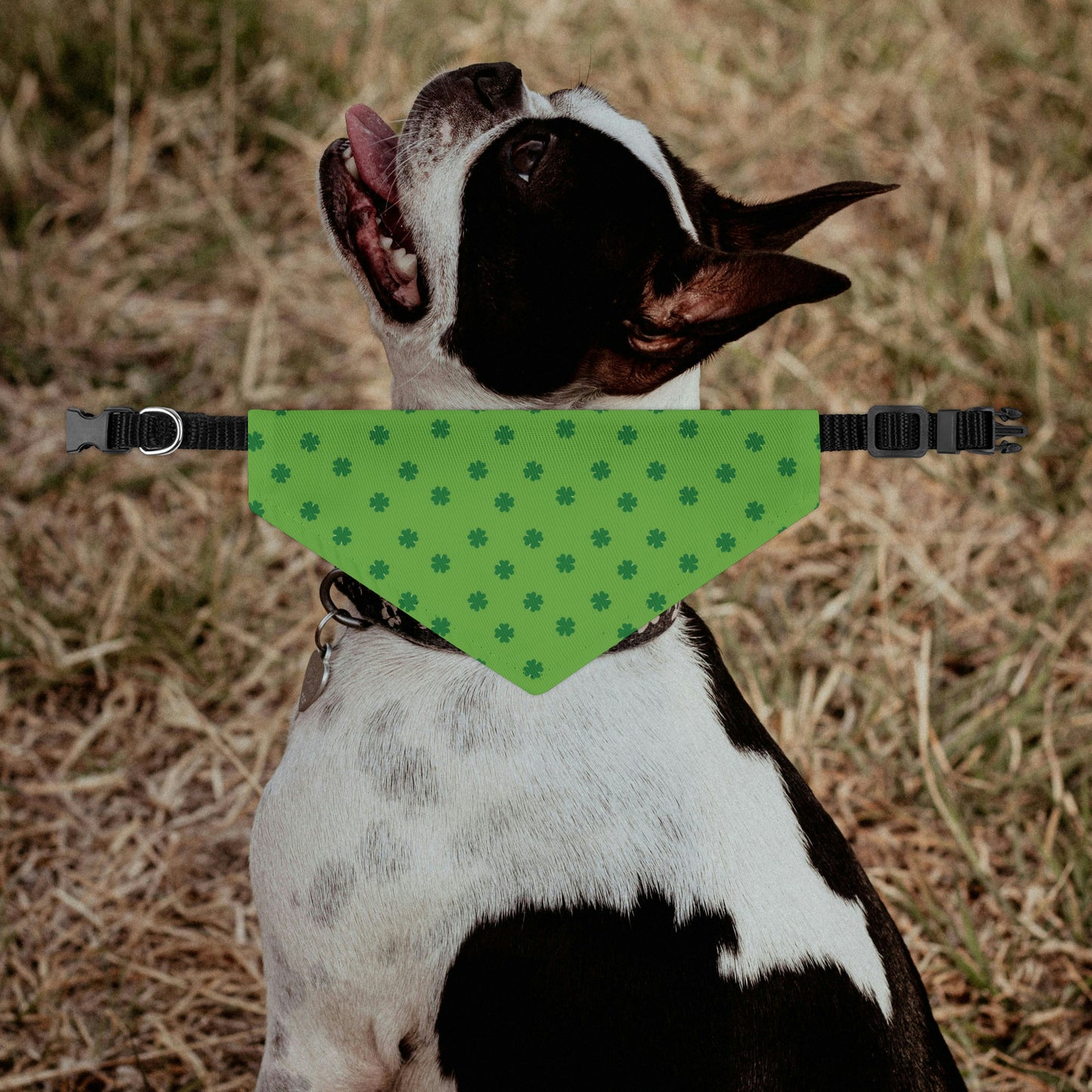 Clover St Patricks Day Dog Bandana Collar