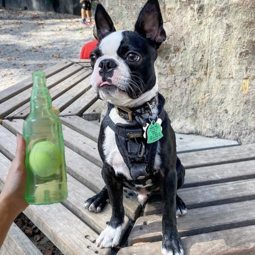 Squeaky Bottle Ball Toy for Dogs