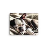 Senior Boston Terrier Sleeping Peacefully Canvas