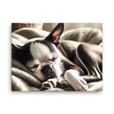 Senior Boston Terrier Sleeping Peacefully Canvas