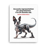 Accurate Representation of a Dog (Boston Terrier) between 4 to 24 Months old Canvas