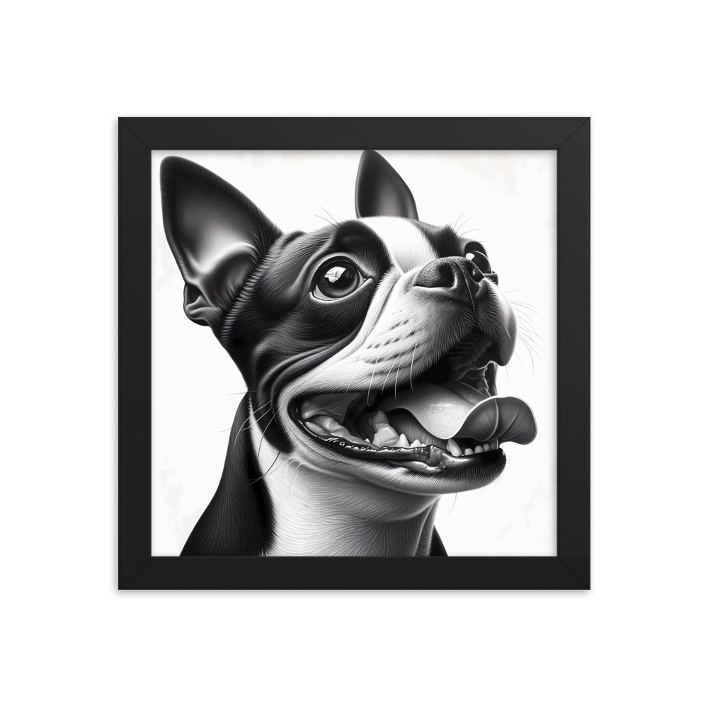 Overjoyed Boston Terrier Dog Framed Poster