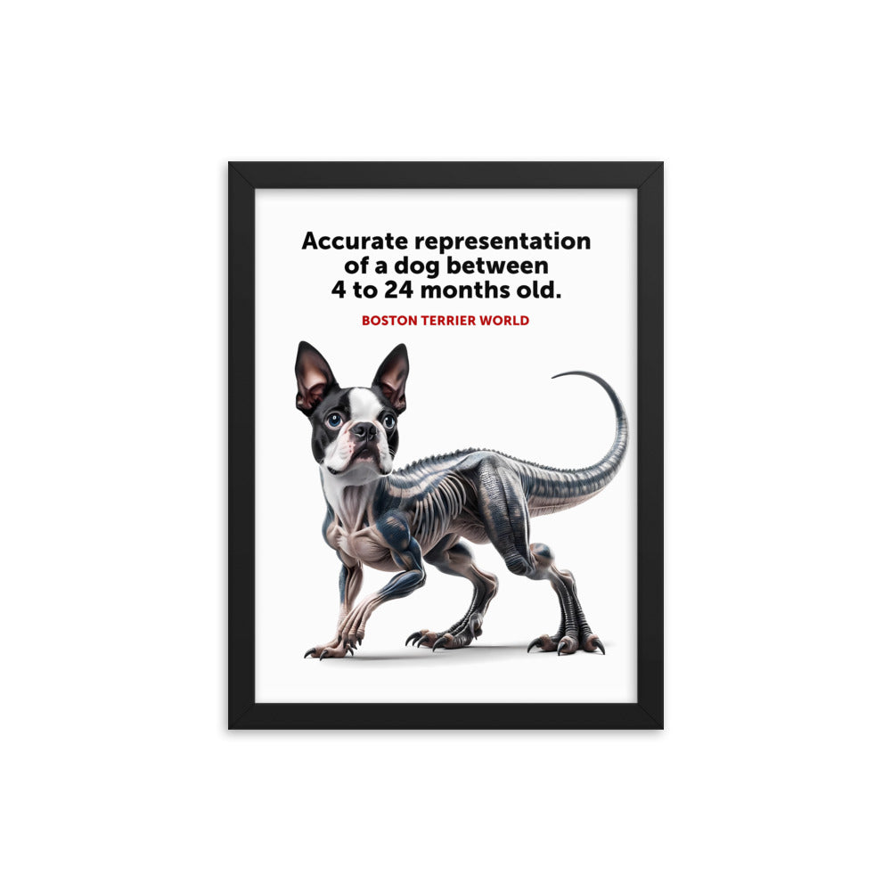 Accurate Representation of a Dog (Boston Terrier) between 4 to 24 Months old Framed Poster