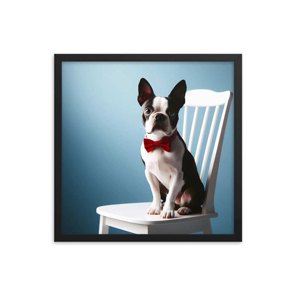 Dapper Boston Terrier in Red Bow Tie Seated on White Chair Framed poster
