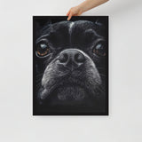Boston Terrier Dog Face Closeup Framed Poster