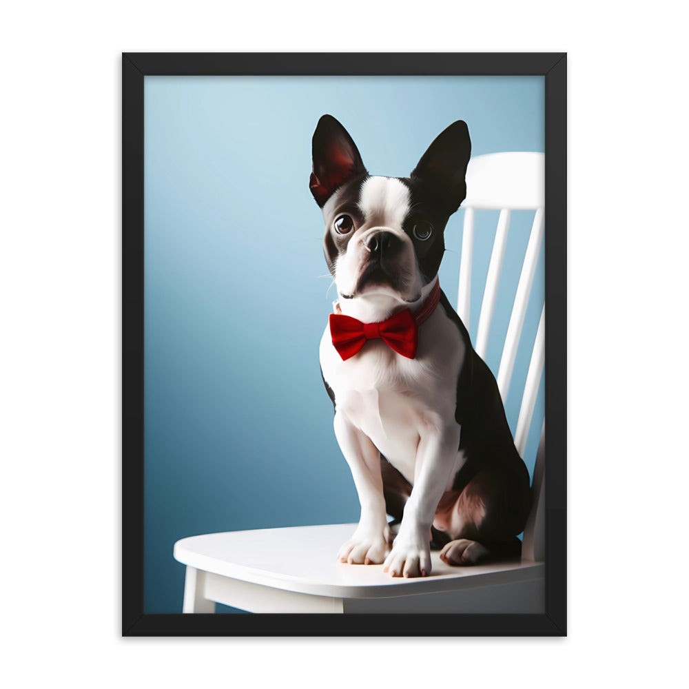 Dapper Boston Terrier in Red Bow Tie Seated on White Chair Framed poster