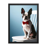 Dapper Boston Terrier in Red Bow Tie Seated on White Chair Framed poster