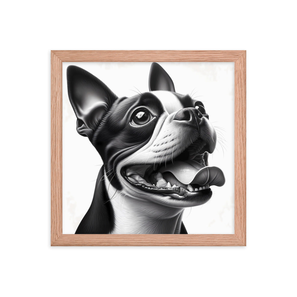 Overjoyed Boston Terrier Dog Framed Poster