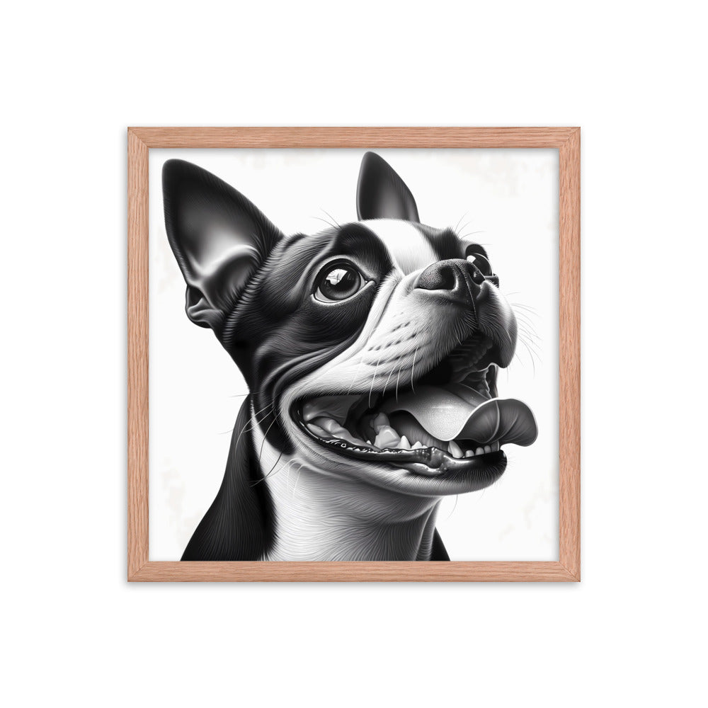 Overjoyed Boston Terrier Dog Framed Poster