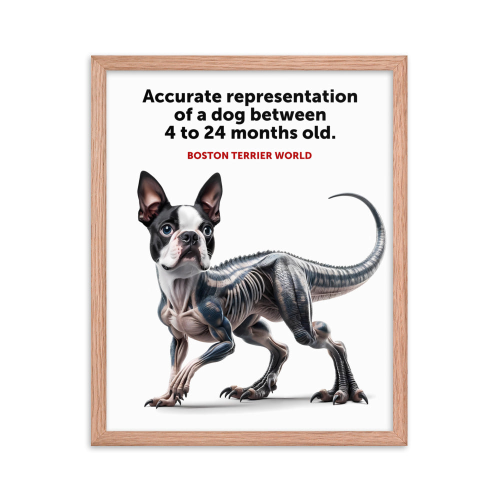Accurate Representation of a Dog (Boston Terrier) between 4 to 24 Months old Framed Poster