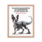 Accurate Representation of a Dog (Boston Terrier) between 4 to 24 Months old Framed Poster