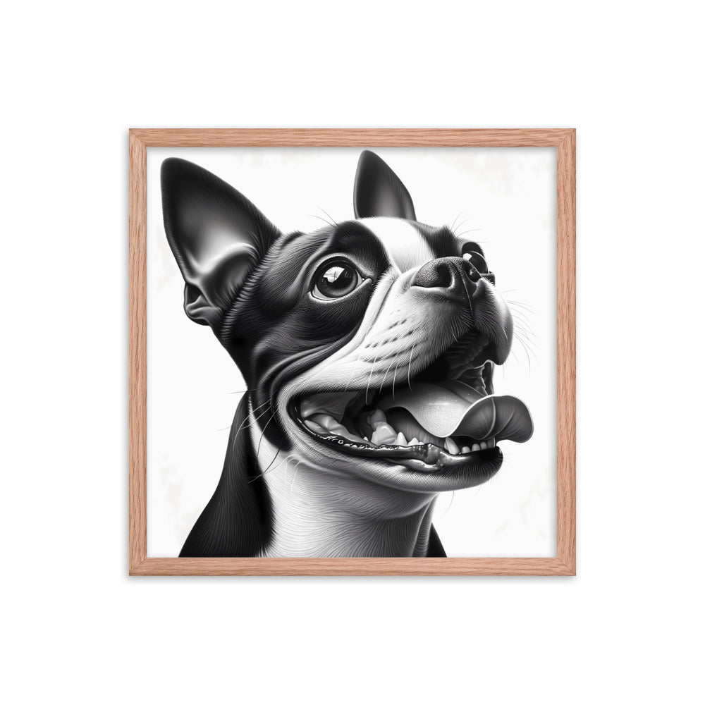 Overjoyed Boston Terrier Dog Framed Poster