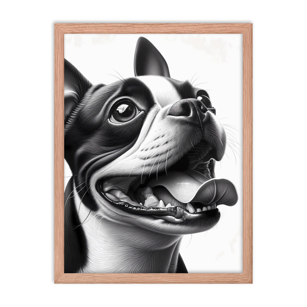 Overjoyed Boston Terrier Dog Framed Poster
