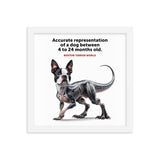 Accurate Representation of a Dog (Boston Terrier) between 4 to 24 Months old Framed Poster