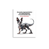 Accurate Representation of a Dog (Boston Terrier) between 4 to 24 Months old Poster