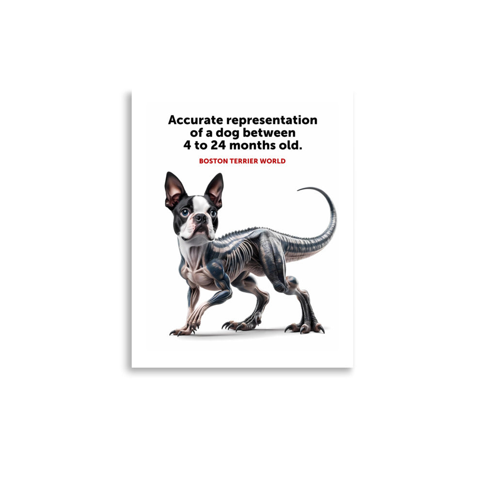 Accurate Representation of a Dog (Boston Terrier) between 4 to 24 Months old Poster
