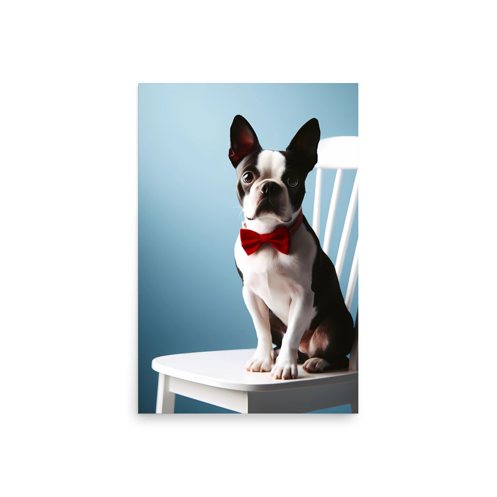 Dapper Boston Terrier in Red Bow Tie Seated on White Chair Poster