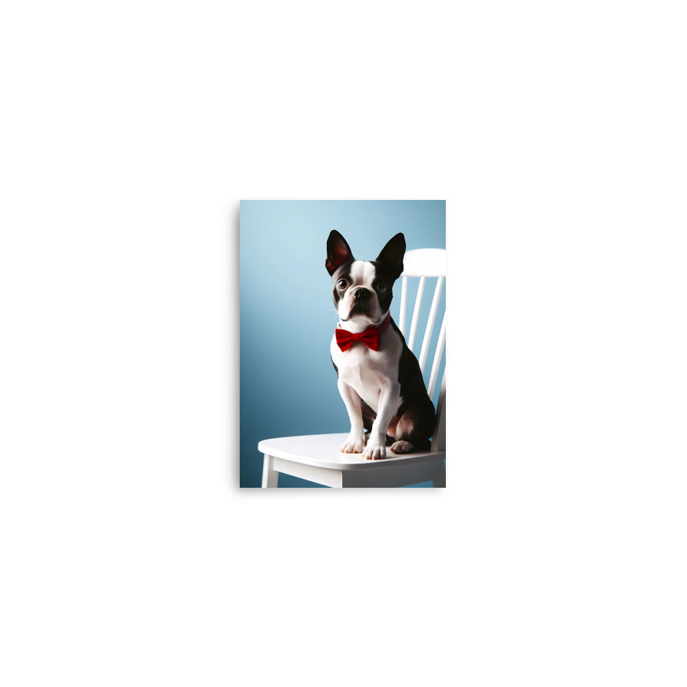 Dapper Boston Terrier in Red Bow Tie Seated on White Chair Poster