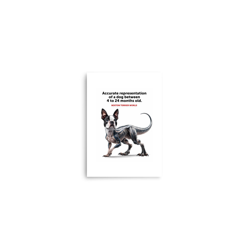 Accurate Representation of a Dog (Boston Terrier) between 4 to 24 Months old Poster
