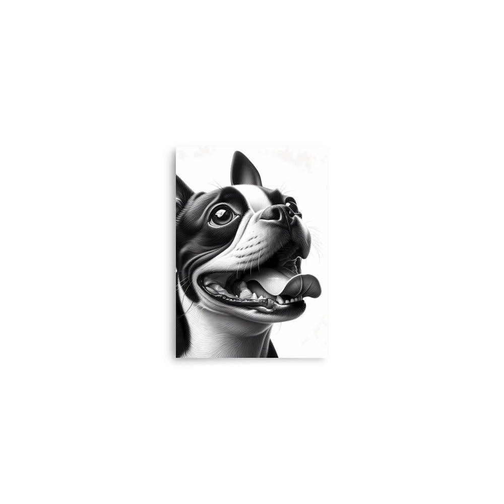 Overjoyed Boston Terrier Dog Poster