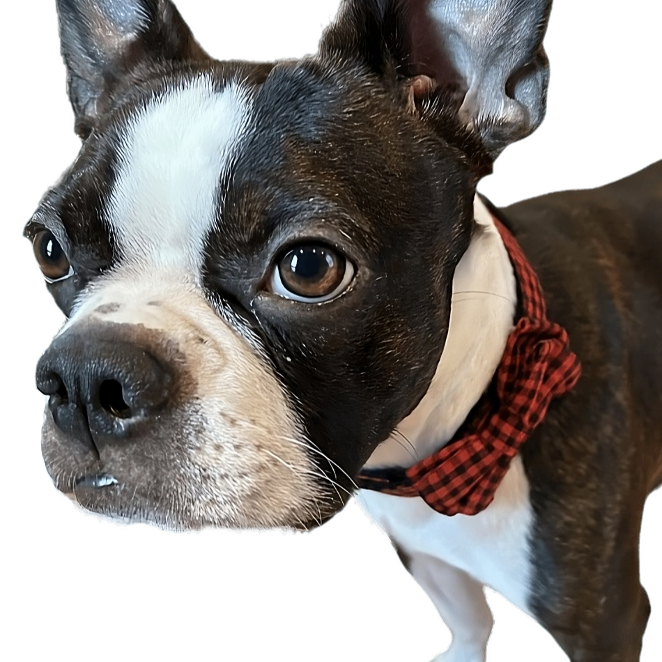 Buffalo Plaid Dog Collar with Bow Tie