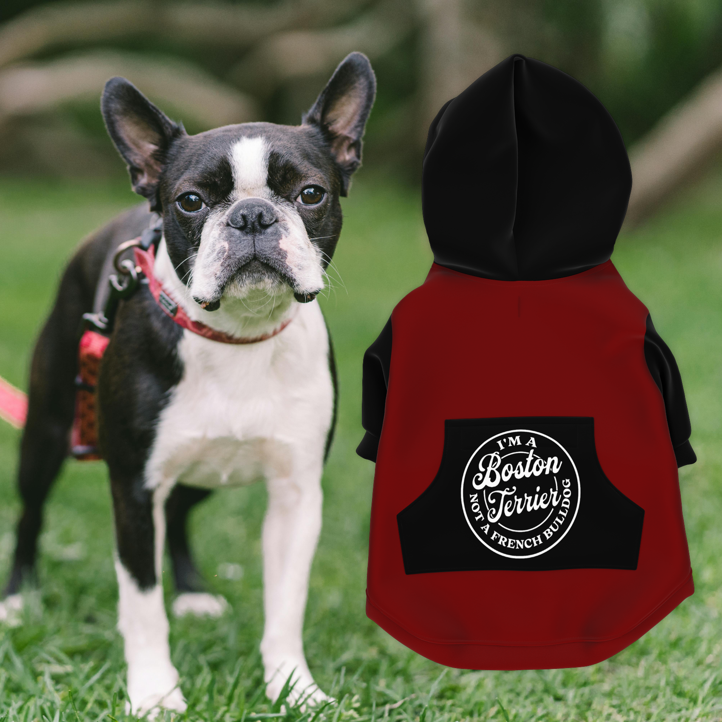 I'm A Boston Terrier Not A French Bulldog Zip-Up Dog Hoodie - Dark Red and Black