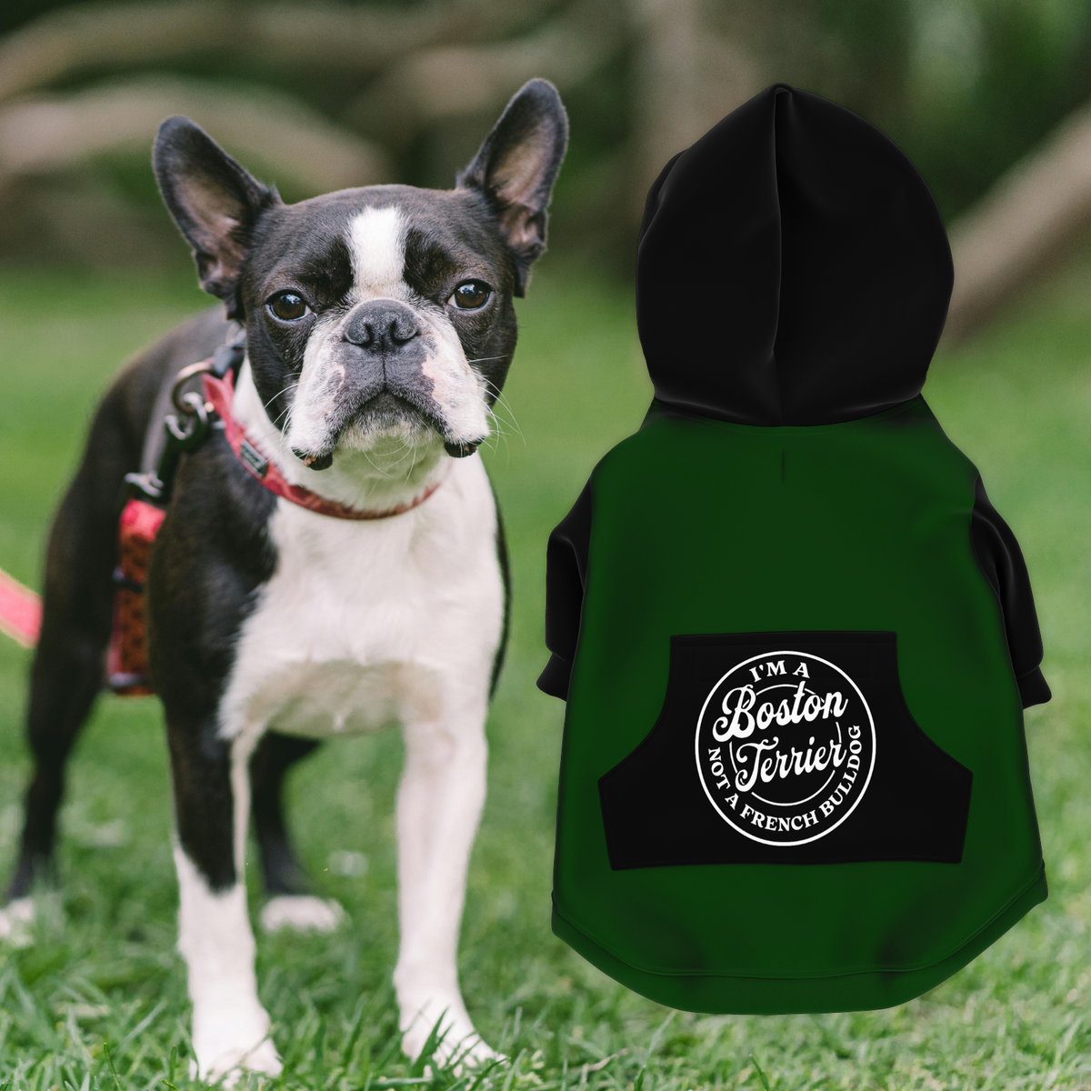 I'm A Boston Terrier Not A French Bulldog Zip-Up Dog Hoodie Green and  Black