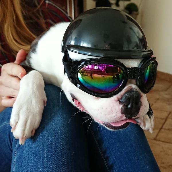 Safety Dog Helmets For Motorcycle Bike Riding - Main Image