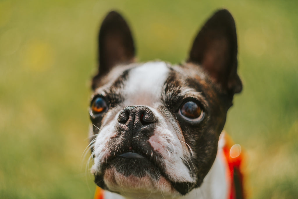 10 Reasons Why Boston Terriers Make the Perfect Companion