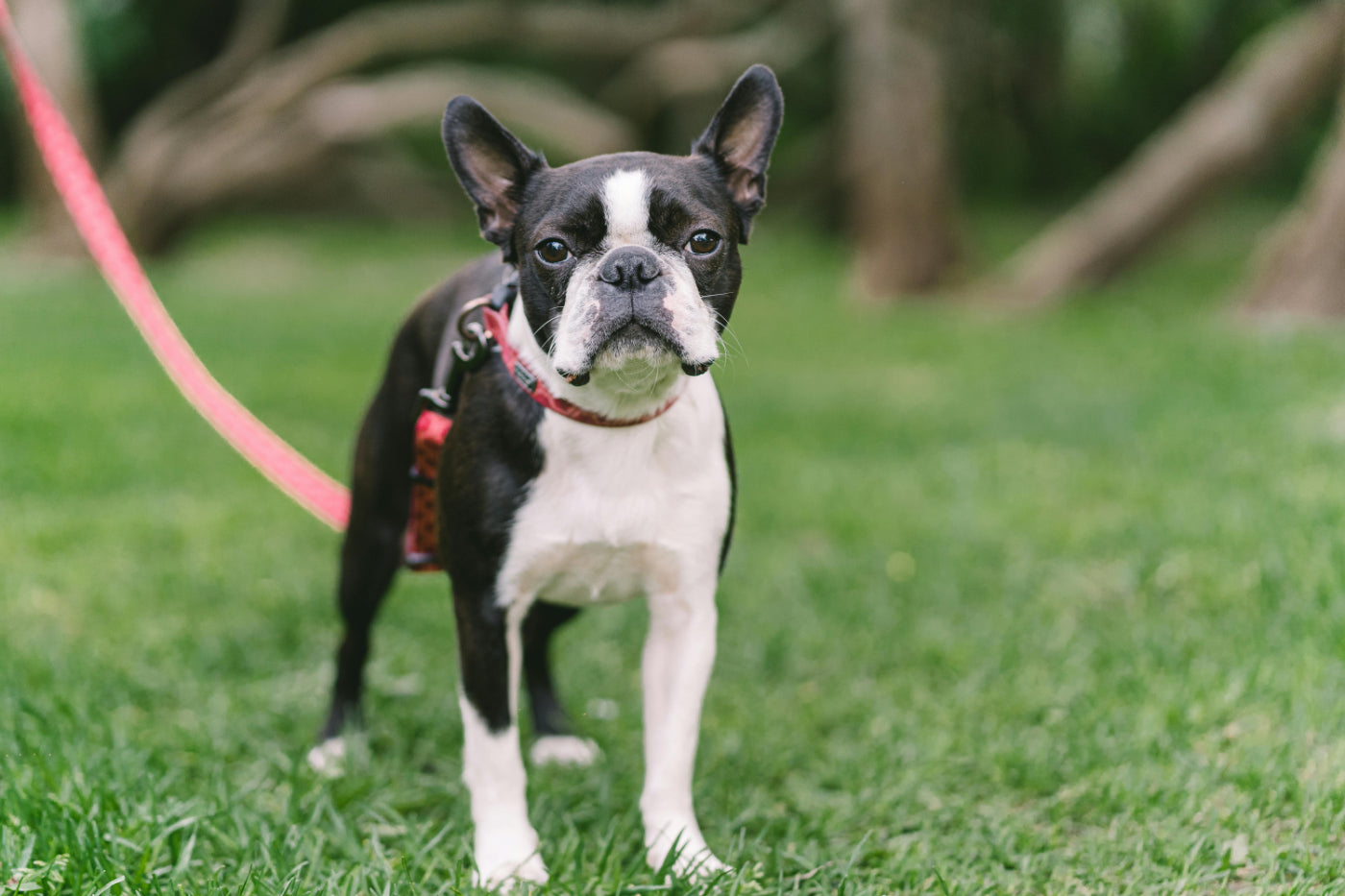 100 Unique and Rare Name Suggestions for a Male Boston Terrier