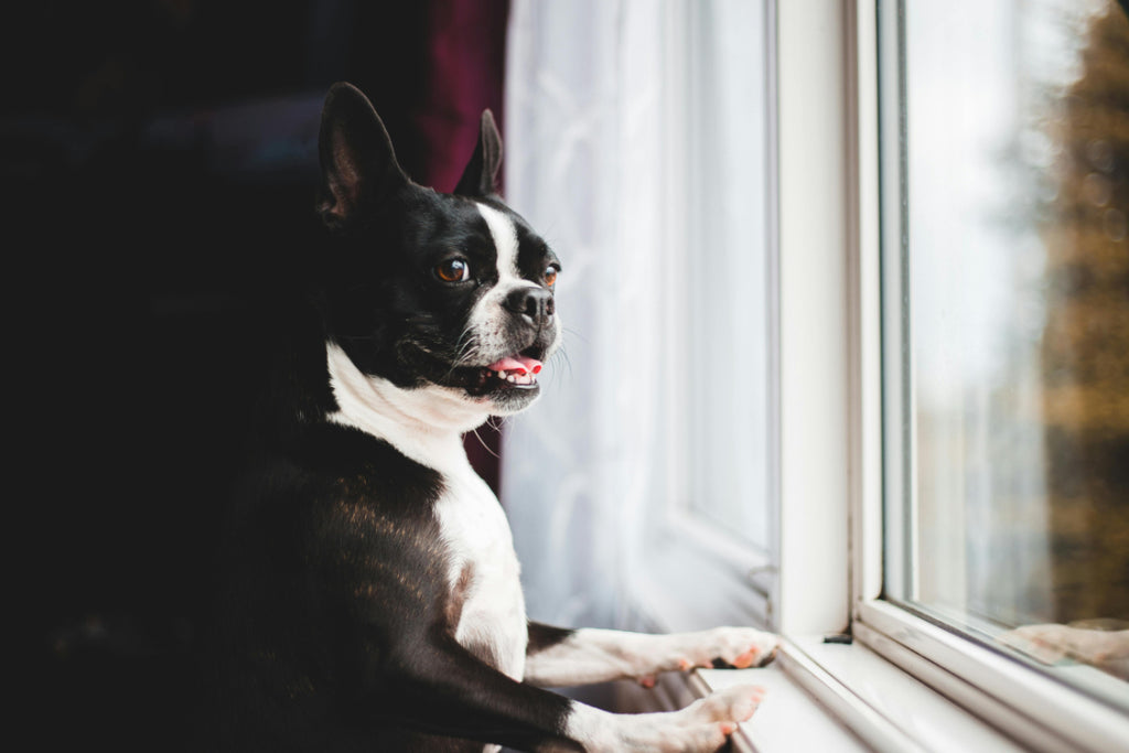 25 Reasons Boston Terriers Are The Best Dog Breed In America