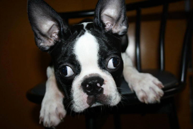 5 Reasons Why Do Boston Terriers Lick Their Paws