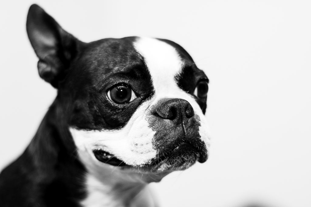 7 Reasons to Adopt a Boston Terrier From a Shelter