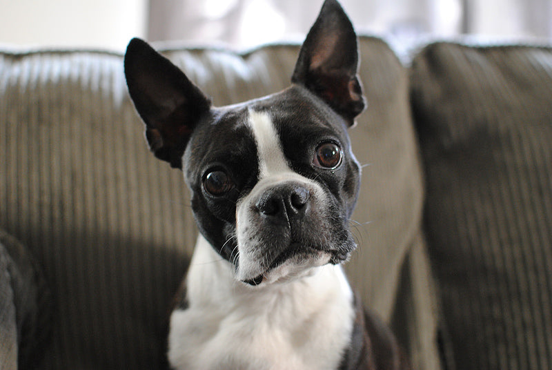 8 Interesting Facts About the Boston Terrier Dog Breed