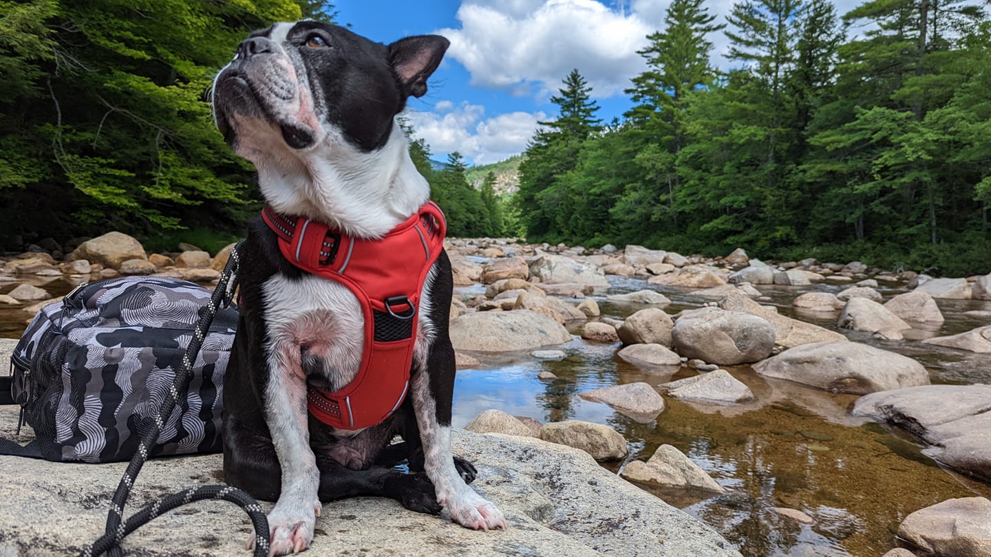 8 Outdoor Safety Tips for Boston Terrier Owners