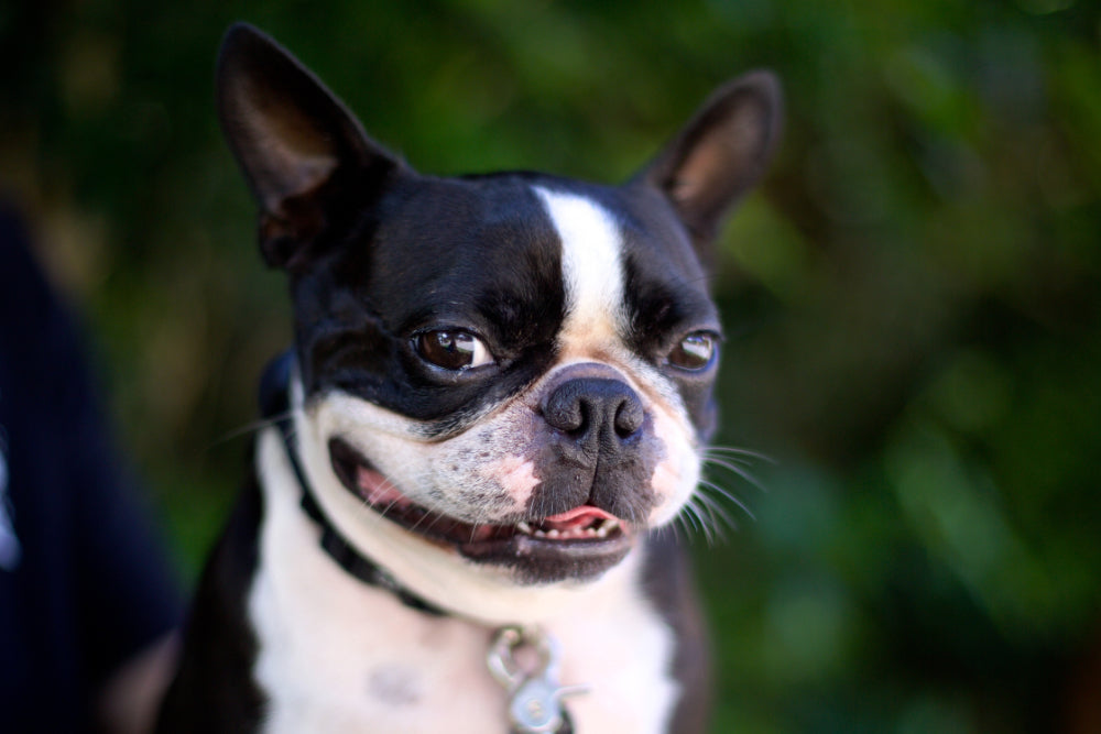 8 Reasons Why Boston Terriers are So Cute